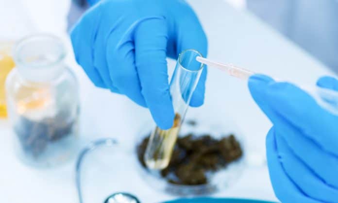 Understanding The Importance Of Marijuana Studies And Outcomes Understanding The Importance Of Marijuana Studies And Outcomes