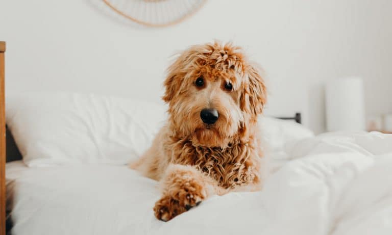 5 Things to Know About Hemp-CBD In Pet Products