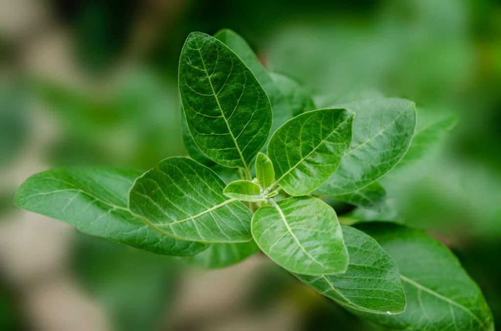 What Is Ashwagandha And How Can It Be Used With Cannabis?