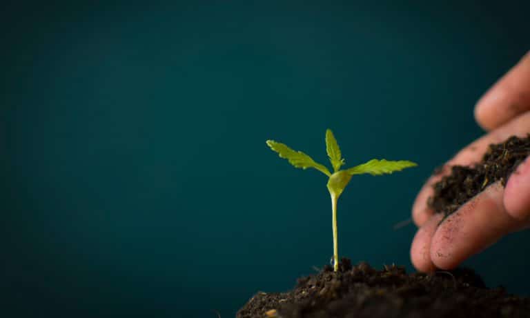 Hemp Farmers May Now Qualify For Federal Economic Relief