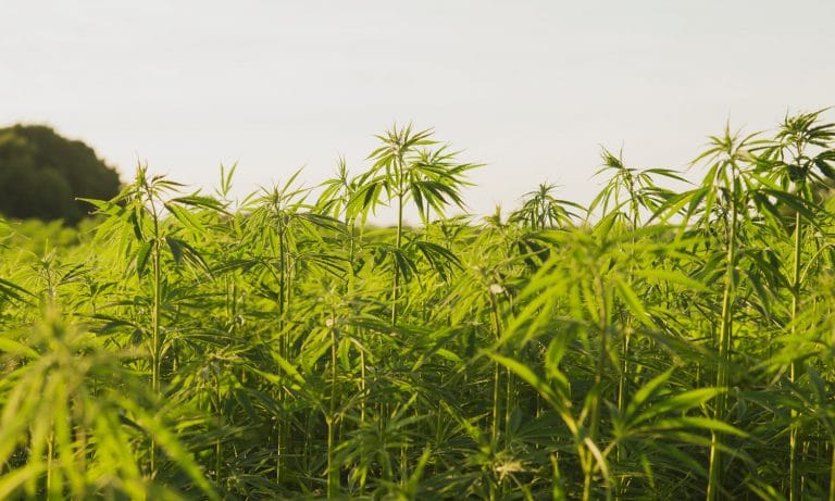 Upcoming Webinar Details How Cannabis History Ties Into Current Protests