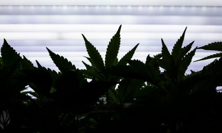 Remembering Dr. Lester Grinspoon, Intellectual Leader Of The Marijuana Movement