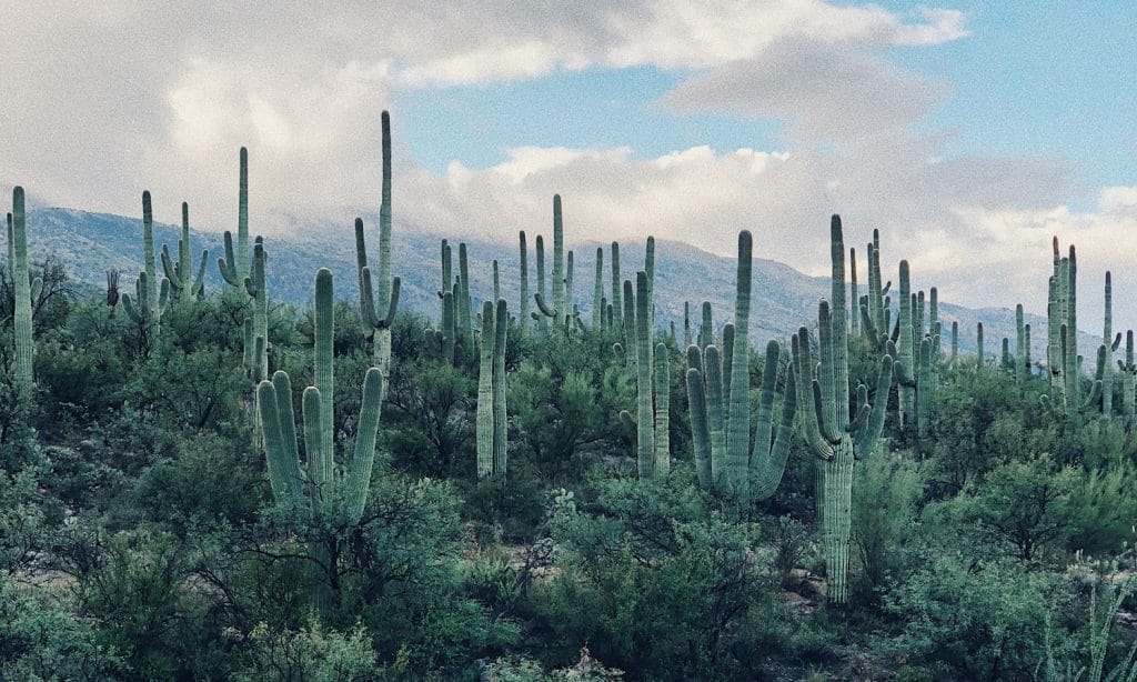 Arizona Emerges As Fierce Battleground For Marijuana Legalization