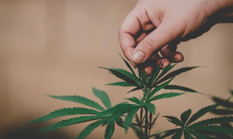 Returning To The Office, Marijuana or CBD Could Help Anxiety