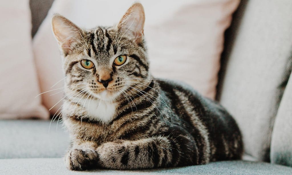 What Are The Effects Of CBD Oil On Cats?