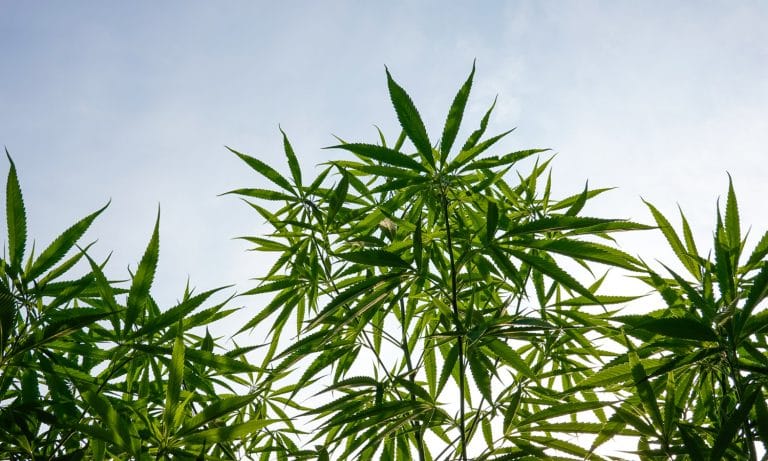 DEA Interim Final Rule: What Is ‘Synthetically Derived THC’?