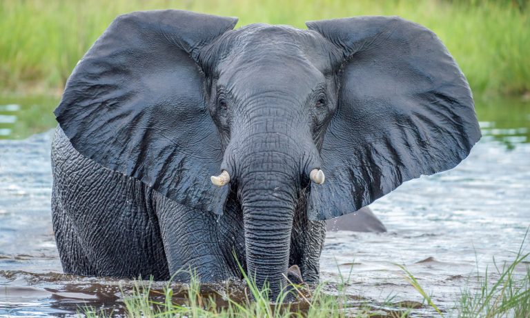 Elephant Receives CBD Oil To Cope With Anxiety and Stress