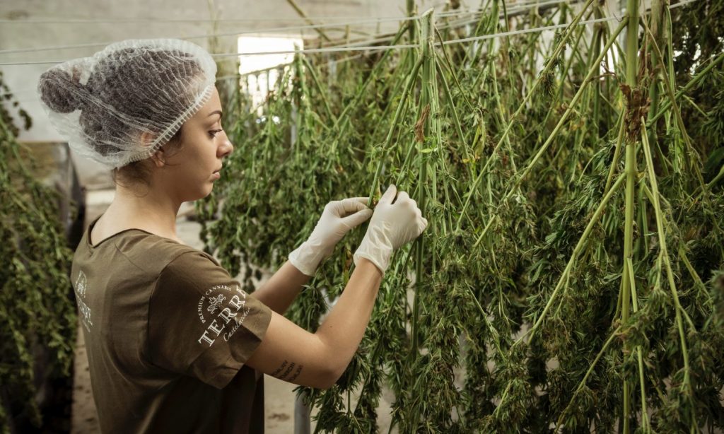 Congress Takes Issue With The (Awful) DEA Hemp Rule