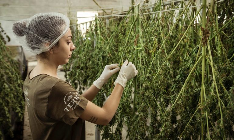 Congress Takes Issue With The DEA Hemp Rule