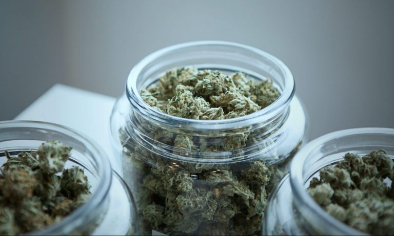 How To Choose The Best Cannabis Strain