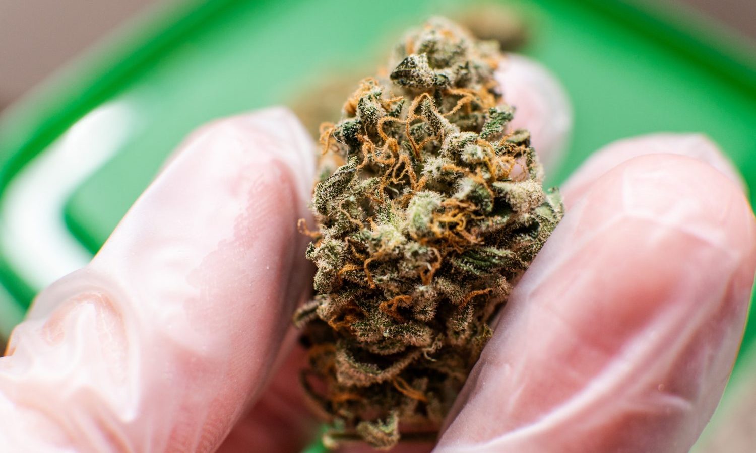 Study Finds Marijuana 25% Stronger Now Than Five Decades Ago
