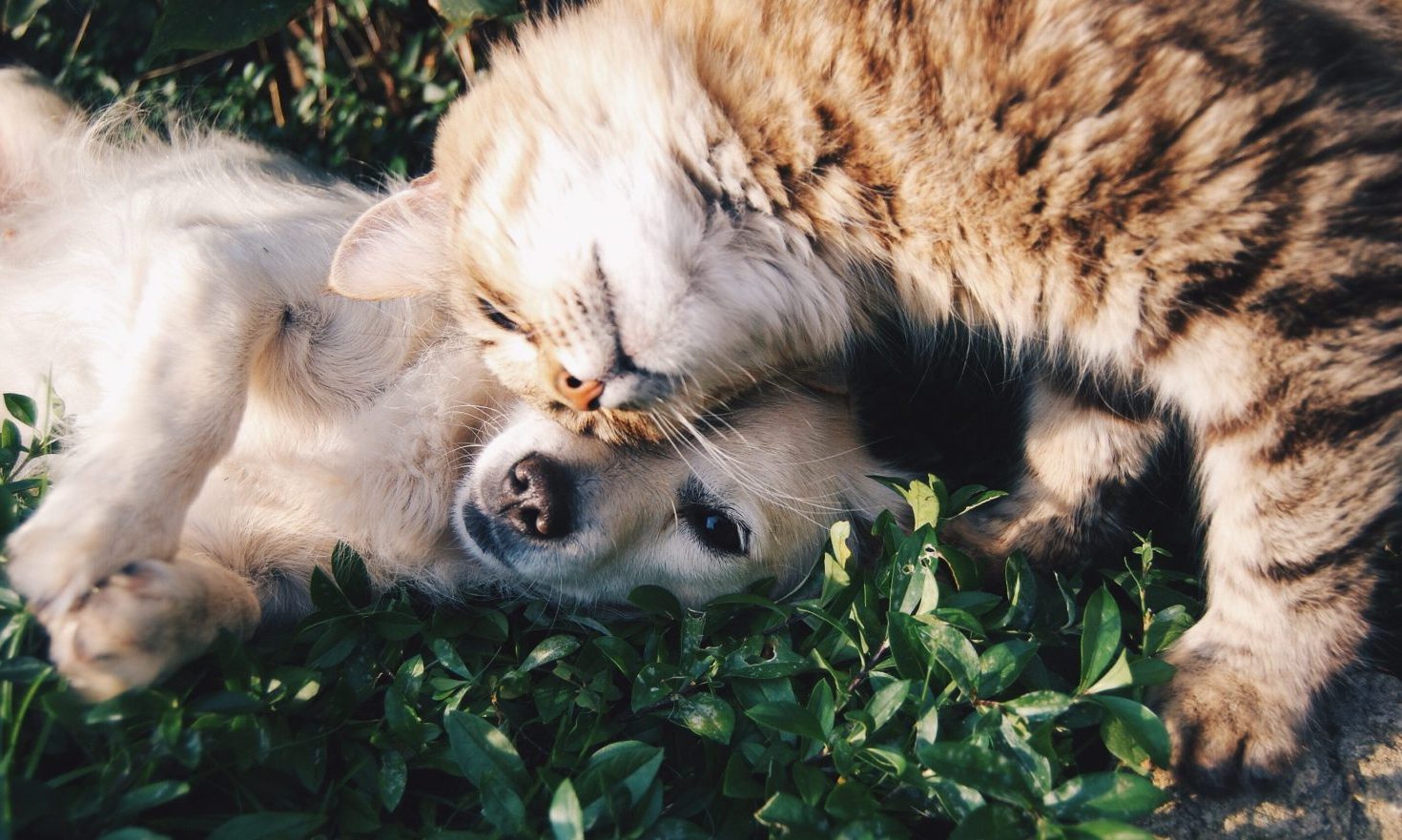 The Evolving Relationship Between Cannabis & Modern-Day Veterinary Medicine