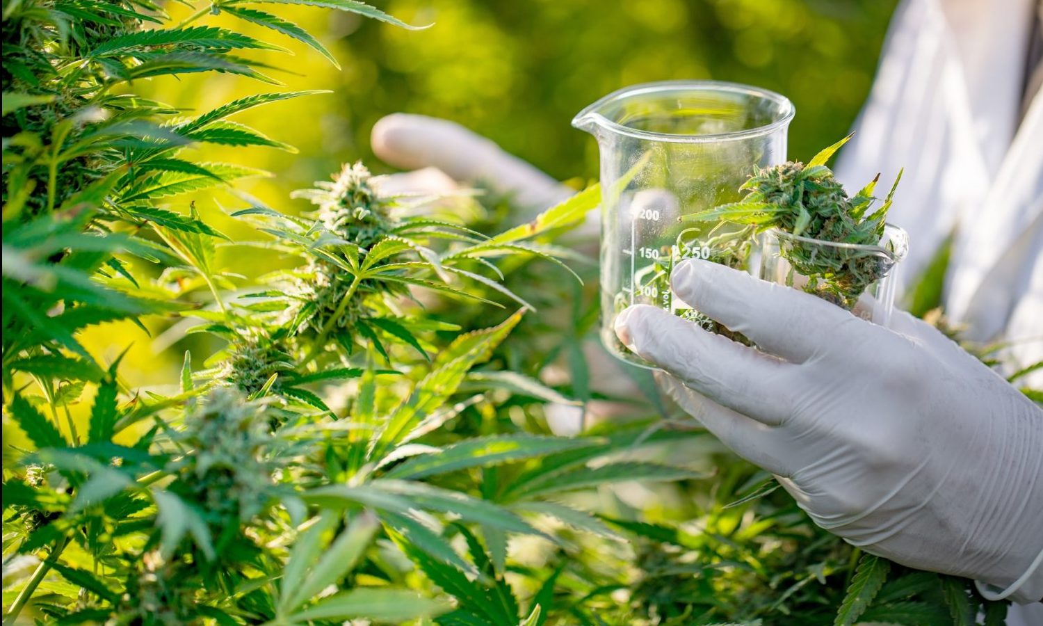 House Approves Bill To Enhance Medical Marijuana Research