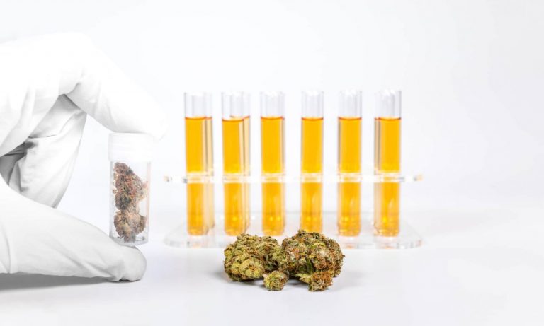 USP Lays Out Guidelines For Medical Marijuana