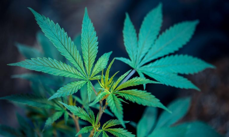 Is Marijuana Really Legal Without The Freedom To Grow At Home?