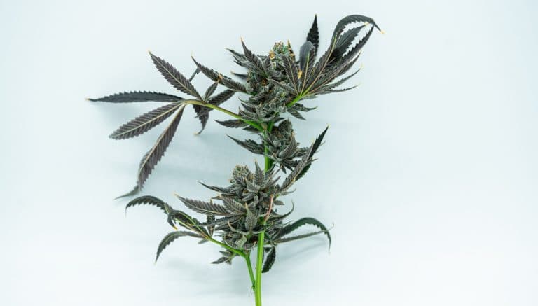 USP Looks To Growers For Quality Control