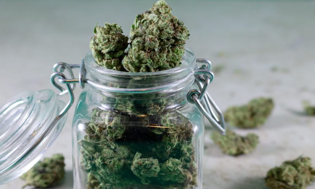A cannabis grower's advice on choosing the right strain