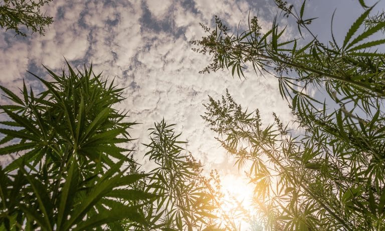 Tribal Cannabis On A Comeback Tour?