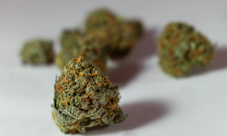 National Cannabis Advocates Predict The Course Of Marijuana Reform