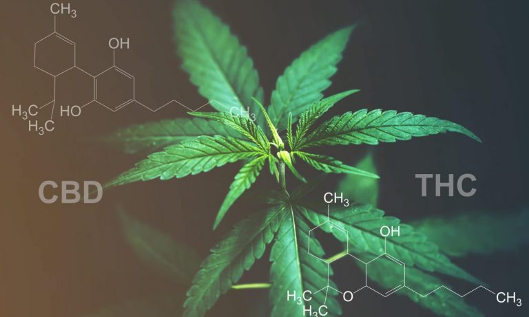 Major And Minor Cannabinoids, Which Do You Need To Know?