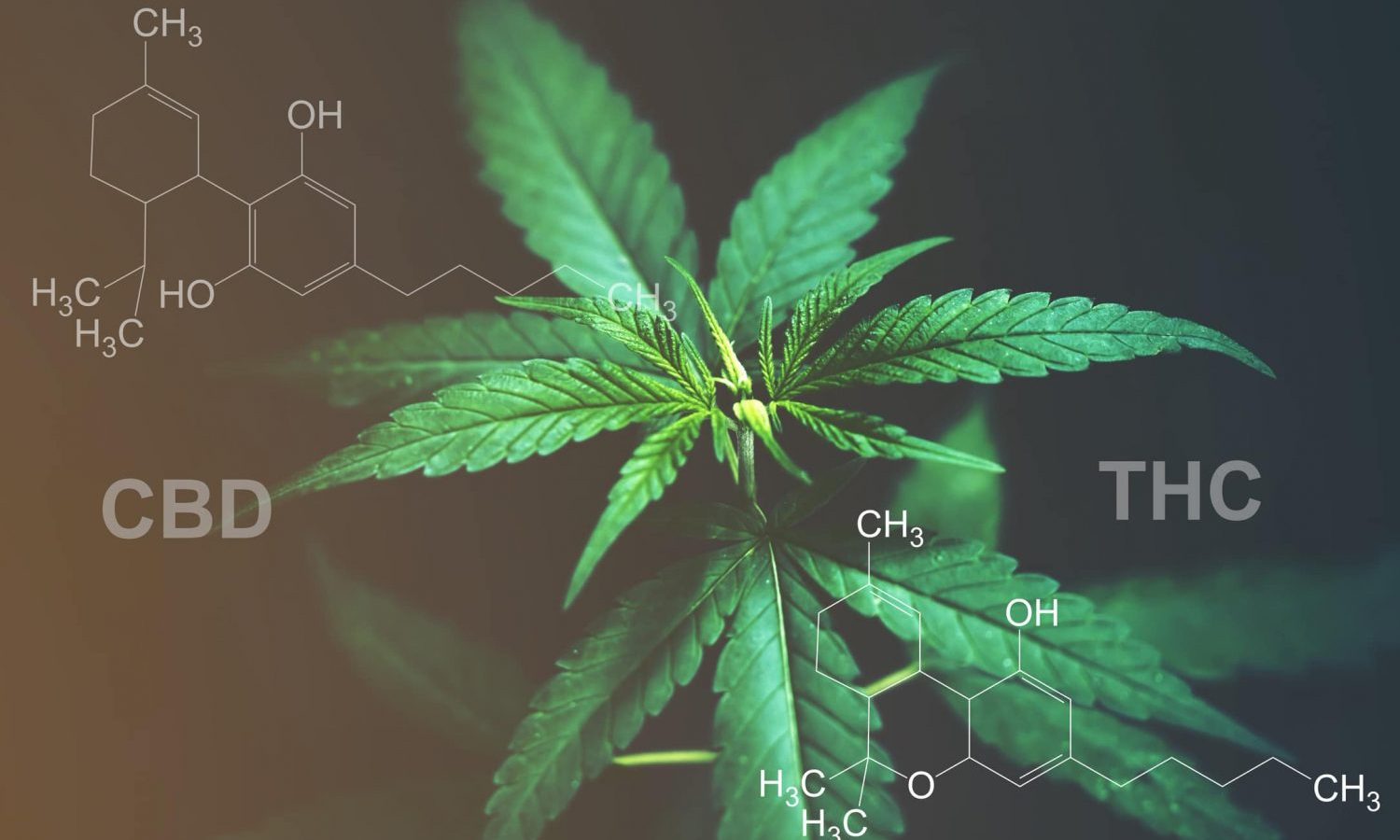 How to Find Out How CBD And THC Is In Your Weed