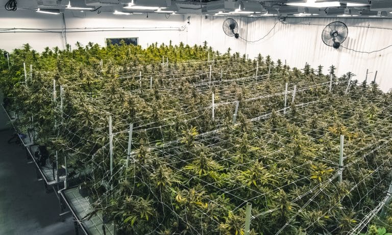 For Marijuana Companies And Investors, Failure Isn’t An Option