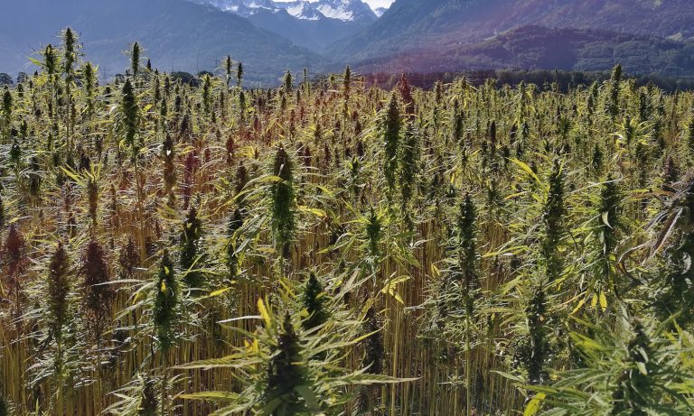 ‘Hot Plants’ Prove Problematic For Hemp Entrepreneurs