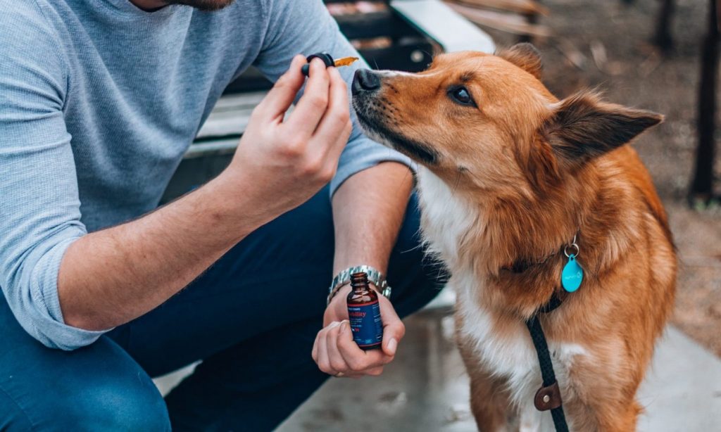 Michigan now allows vets to discuss CBD treatment with pet owners