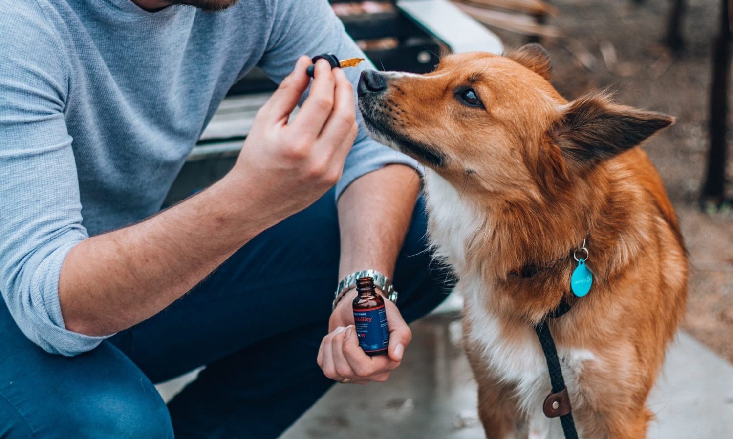 Michigan Allows Veterinarians To Discuss CBD Treatment