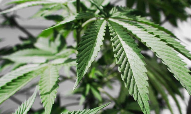 What The Feds Get Wrong About Marijuana