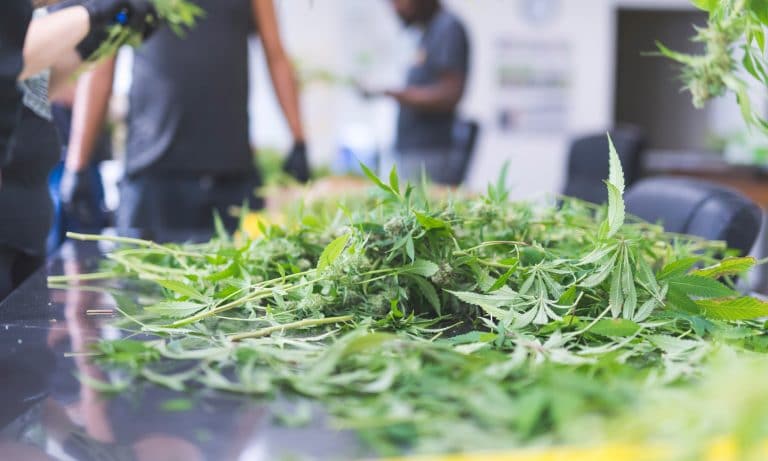 Should I Invest In My Friend’s Marijuana Business?