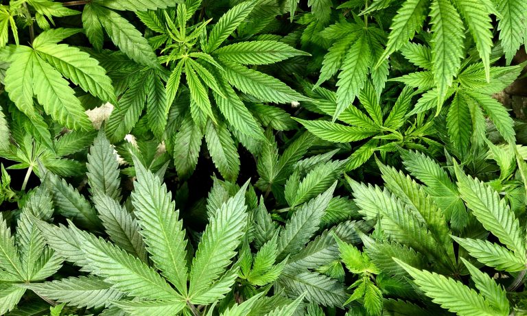 What Is CBN And Is It Legal