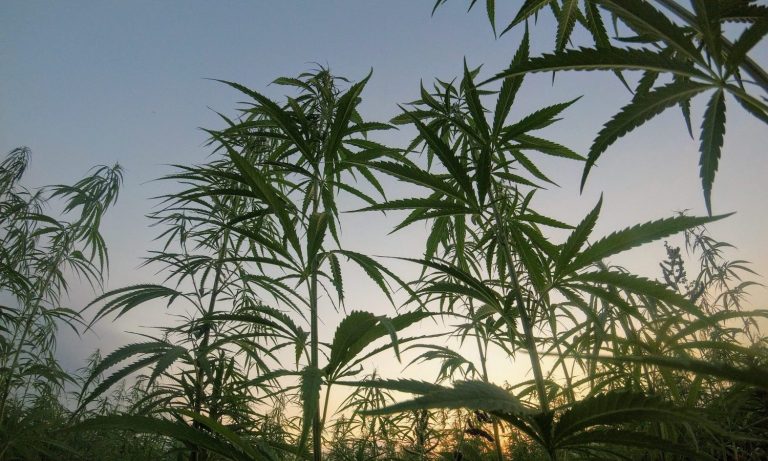 How To Find Sustainable Cannabis