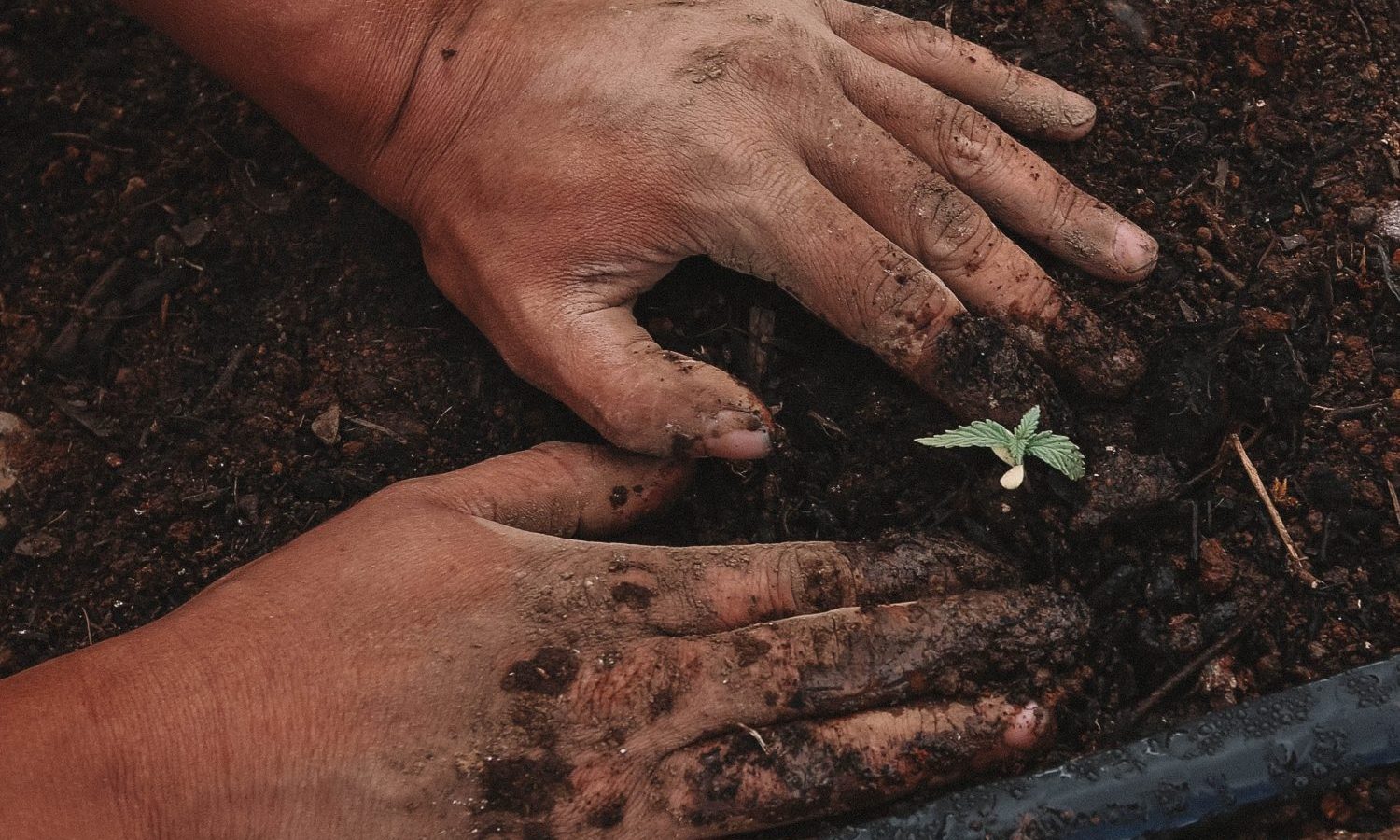 What's The Difference Between Sun-Grown And Indoor Grown Marijuana?