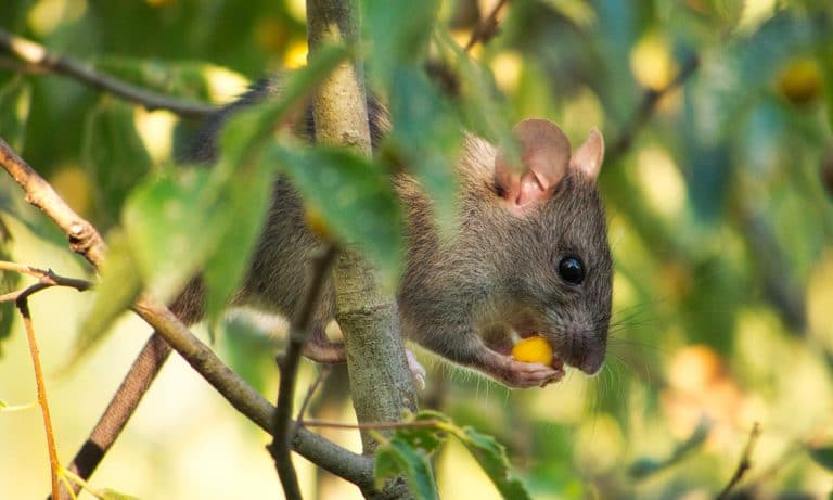 Why Mice Are Perfect For Marijuana Research