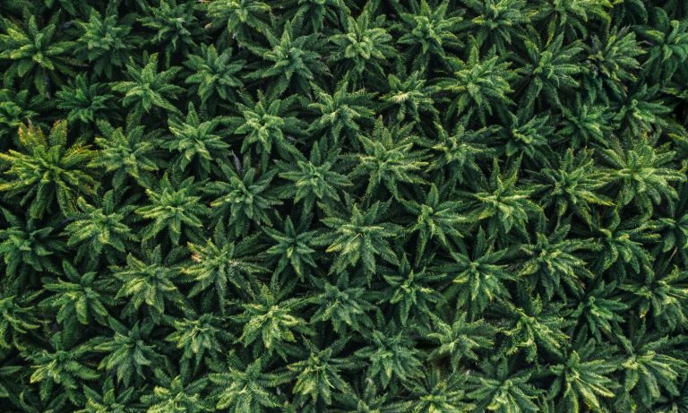 Let Artisanal Marijuana Growers Replace Black Market With Home Grown
