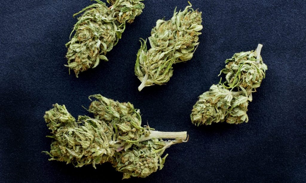 What Is Sinsemilla And What Does It Mean In The Cannabis Industry?