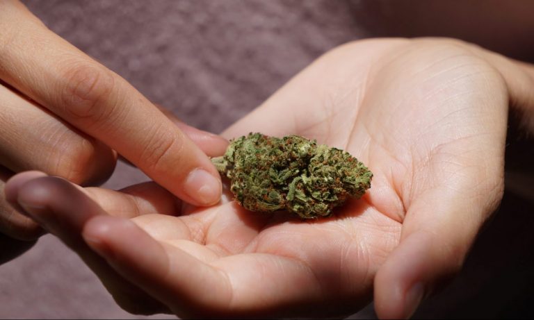 What Are Skunk, Haze, And Kush Cannabis Strains?