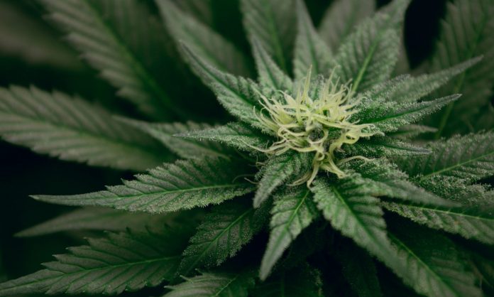 What Is Bioengineering Marijuana And Why Are People Doing It? What Is Bioengineering Marijuana And Why Are People Doing It?