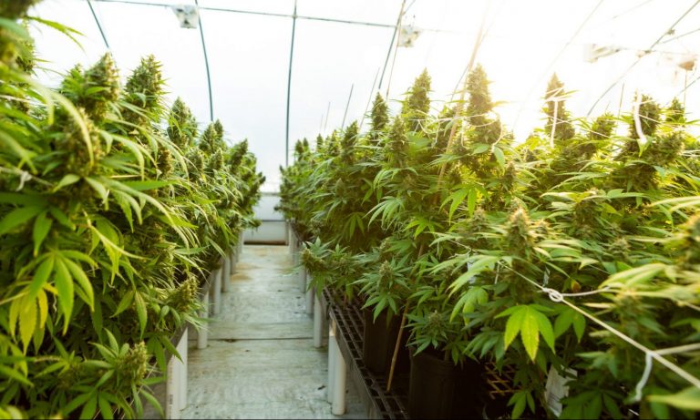 Delta-8, Smokable Flower Is Saving Hemp Farmers