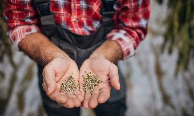 Forced Labor And Cannabis