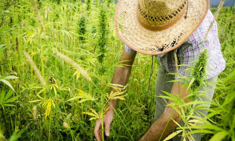 New York Hemp Farmers Promoting Equity In Cannabis Can Also Grow Weed