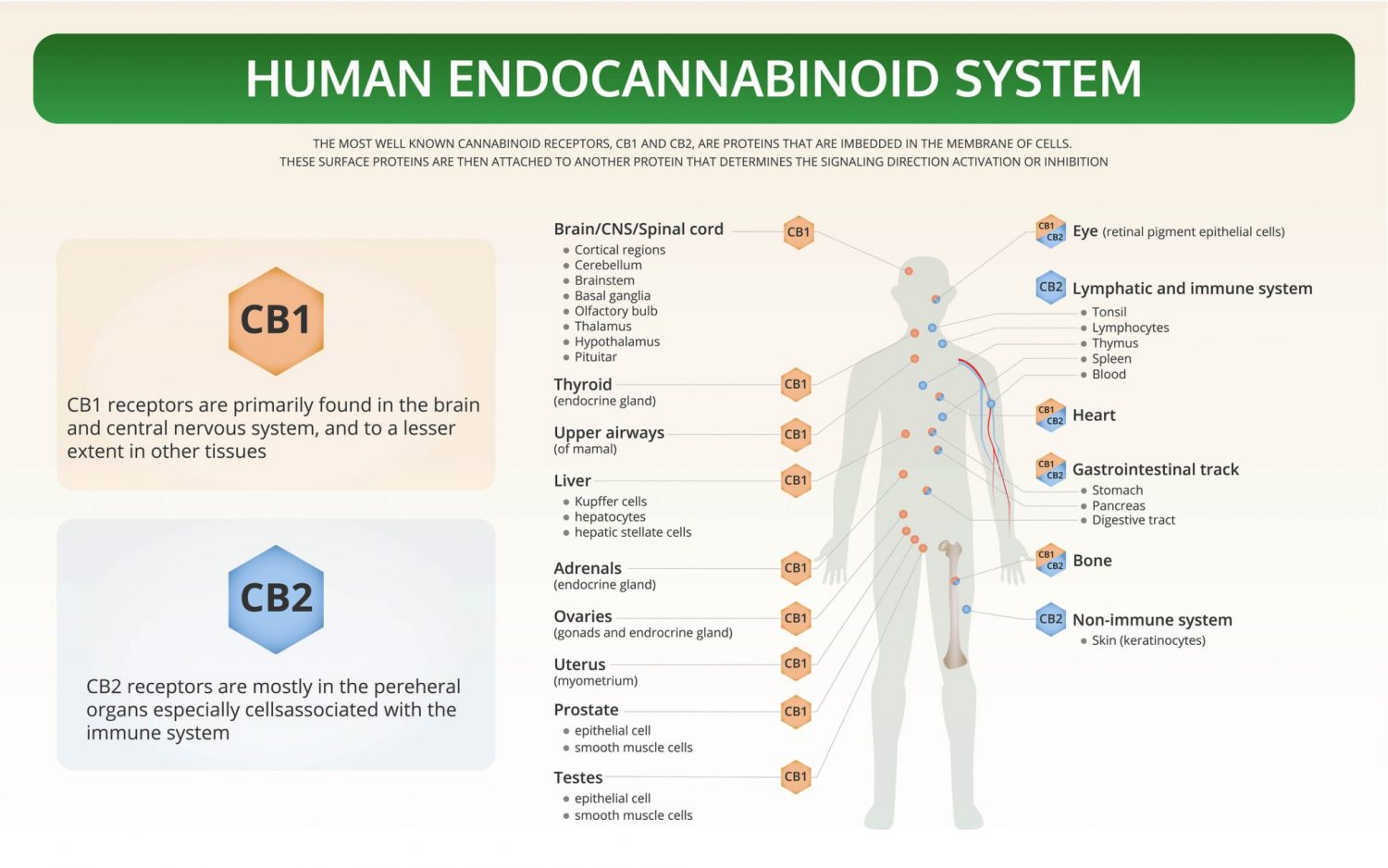 endocannabinoid system