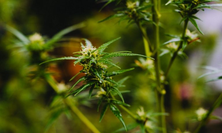 Is There A Difference Between Indica And Sativa Strains?