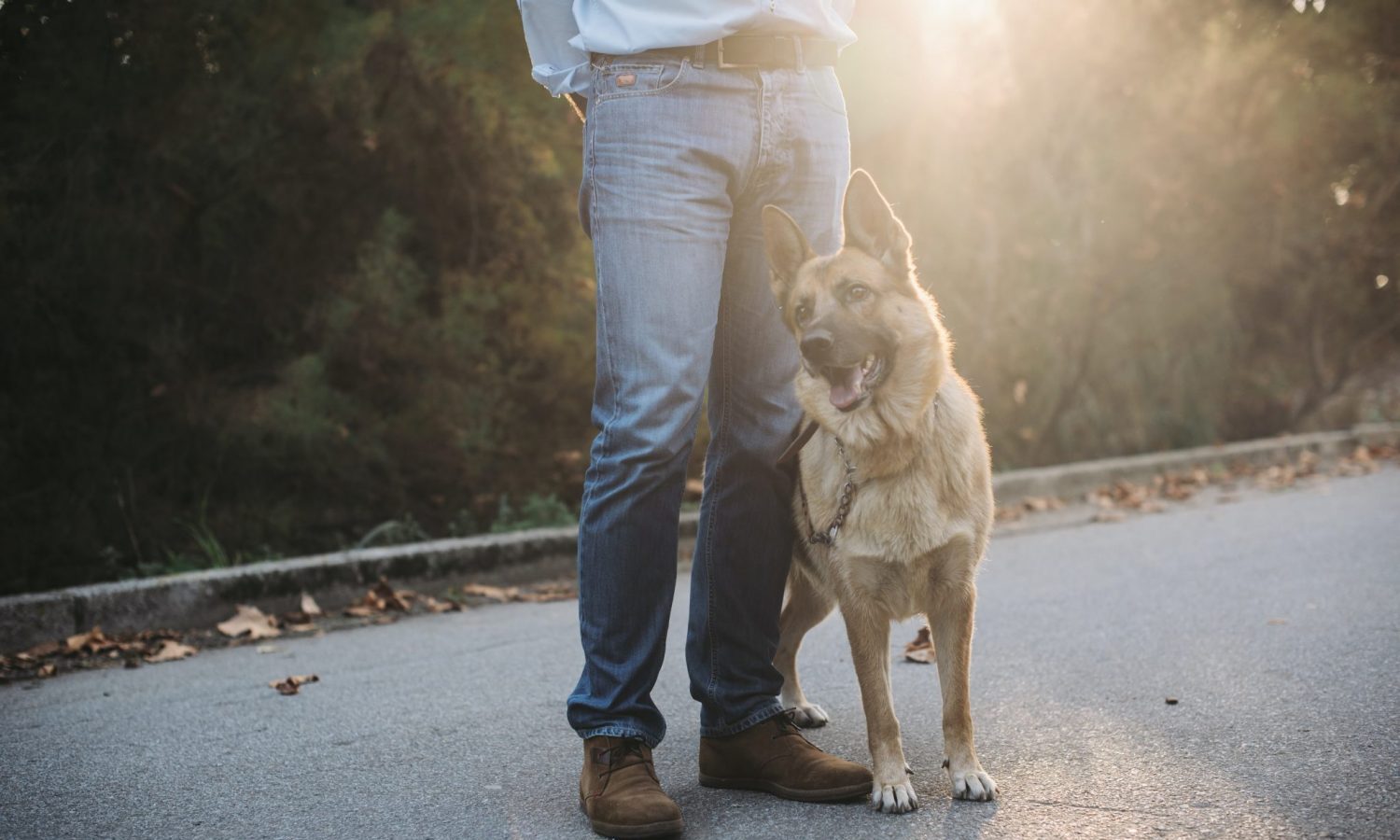 What Happens To Police Dogs When Marijuana Is Legalized?