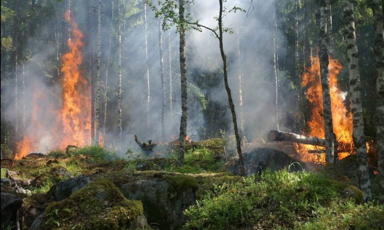 West Coast Fires Could Be Burning Cannabis Crops — And Driving Up Prices