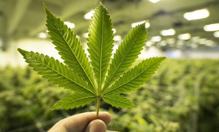 The Biggest Challenges The Cannabis Industry Will Face In 2021 And Beyond