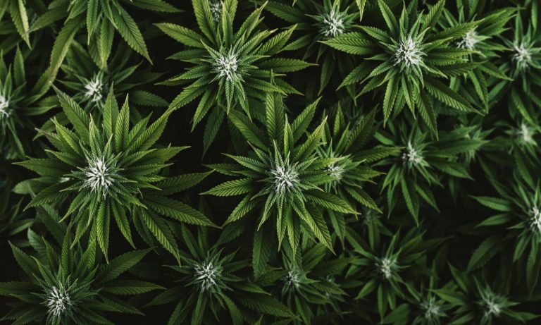 Illicit Cannabis Cultivation In National Parks: Bad For Tourism, Worse For Environment