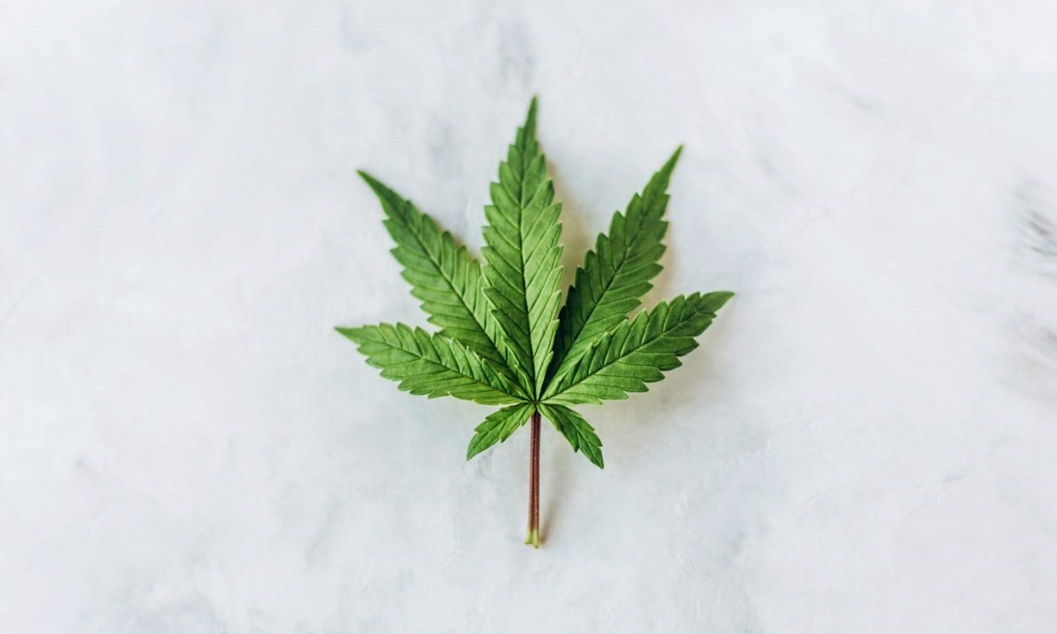 marijuana leaf