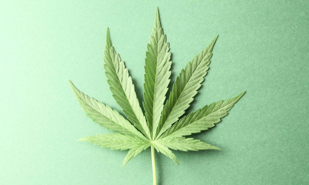 marijuana leaf